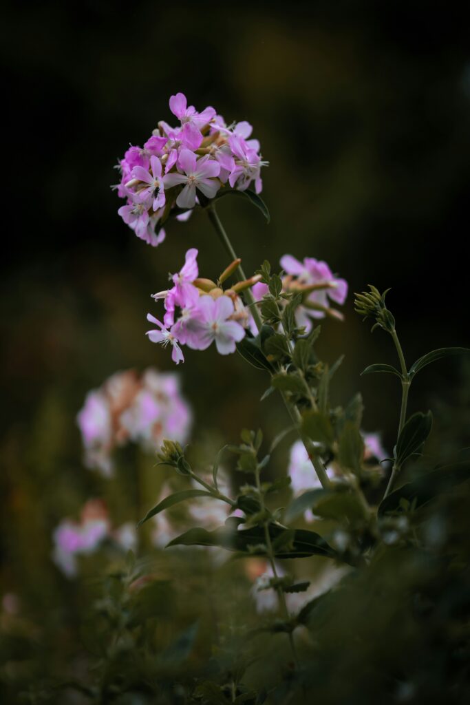Profumeria nel Medioevo